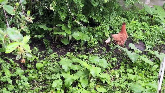Clocking hen with its chicks among grass during a rain