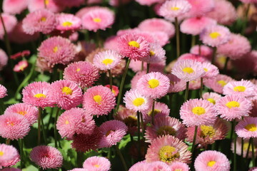 Bellis perennis pomponette. Red daisy with green leaves in spring garden. © Katarzyna