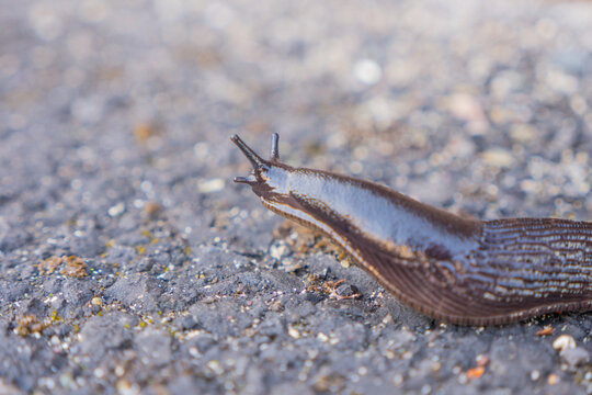 Brown Slug Macro Galway Ireland