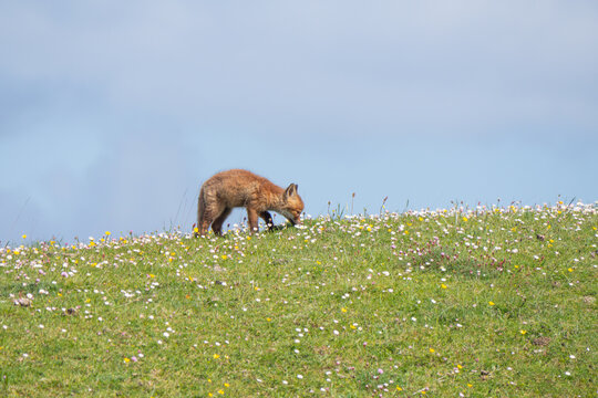 Red Fox Kit Connemara Ireland