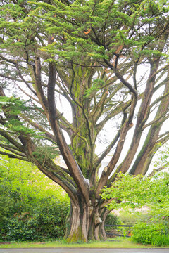 Monterey Cypress Tree Muckross Gardens Ireland