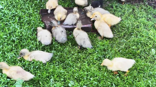 Small domestic ducklings drink and bathing on a farm yard