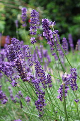 Obraz premium Lavender flowers blooming in a garden with soft natural background
