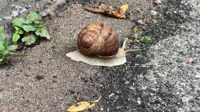 Snail crawling along the wet rough concrete surface, side view
