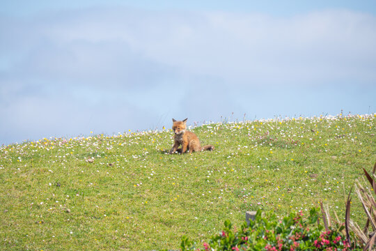 Red Fox Kit Connemara Ireland