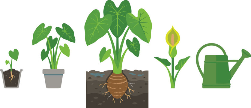 Taro Plant Growth Cycle Vector Illustration Set Featuring Sprout, Potted Crop, Mature Elephant Ear Underground Root Corm, Flower Bud, and Watering Can,