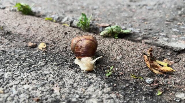 Snail crawling along the wet rough concrete surface, front view