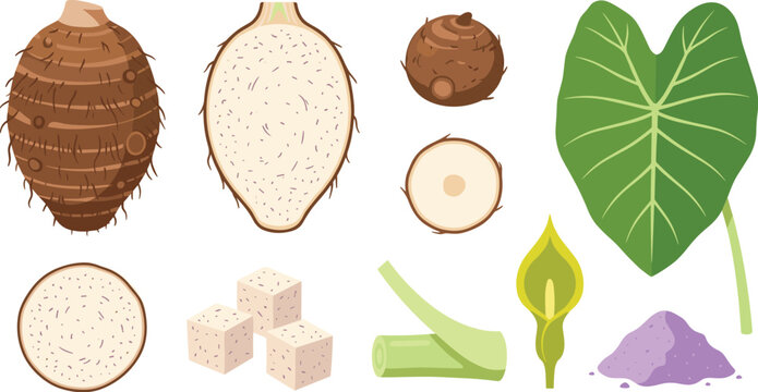 Taro Root Vector Illustration Set Featuring Whole Corm, Cross Section Slices, Diced Cubes, Green Elephant Ear Leaf, Stem, Flower, and Purple Powder,