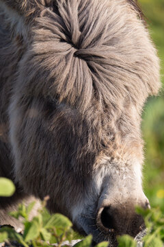 Shaggy Donkey Grazing Galway Ireland
