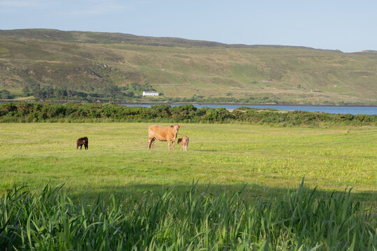 Cows Grazing County Galway Ireland