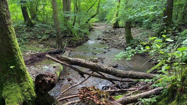  Transparent mountain stream flowing through dense forest with fallen logs and rocks, peaceful natural watercourse scene