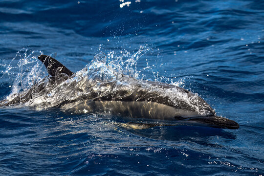 Delfin