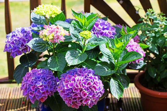Hydrangea flowering in June, 2026.