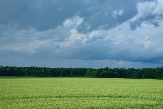 Green grain field with tractor tracks beneath dramatic cumulus clouds, bordered by a dense forest in a peaceful rural landscape.