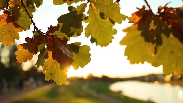 capturing the serene beauty of autumn leaves swaying gently in the breeze by a tranquil pond in a park or garden setting, this close-up view highlights the natural serenity and peacefulness.