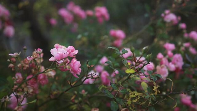 A tranquil outdoor garden scene featuring pink flowers blooming amidst lush greenery, captured in a static close-up with natural light, nature scenes, botanical content, and a ser.