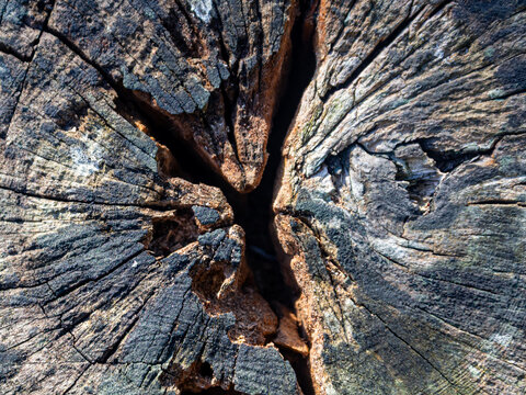 Top view of cracked old tree stump texture with deep split and weathered wood grain background