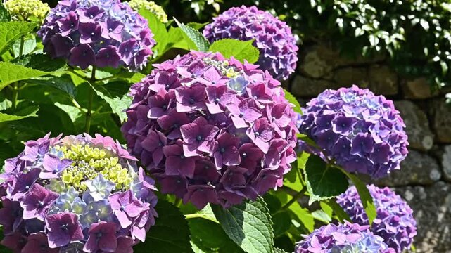 Lush purple hydrangea flowers in full bloom against a stone wall background in natural sunlight