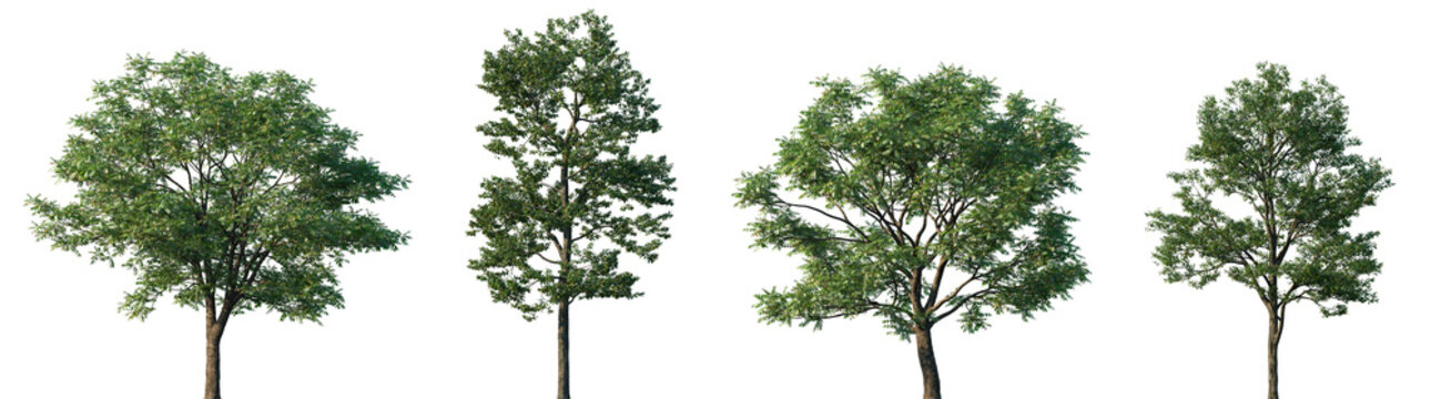 Set of Toona sinensis and Populus przewalskii frontal street trees isolated png on a transparent background perfectly cutout