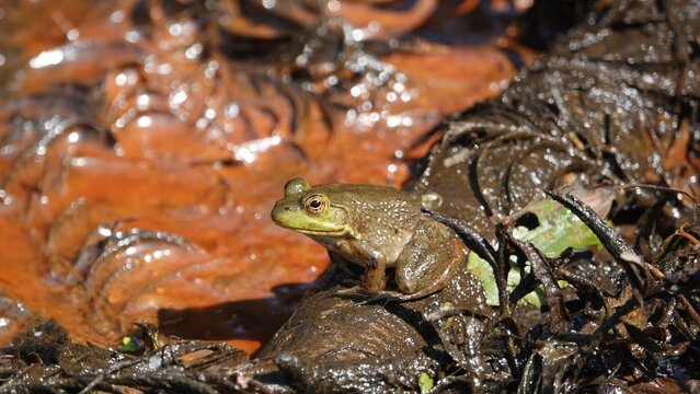 frog in the pond