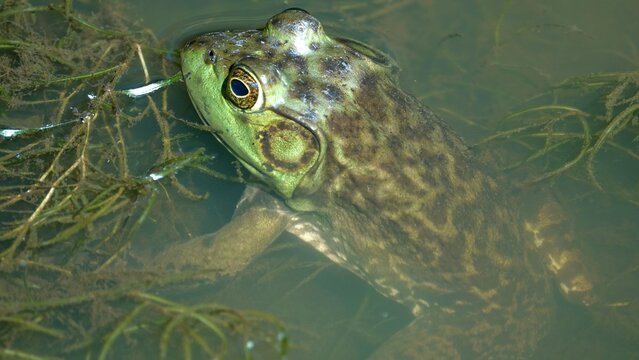 frog in the pond