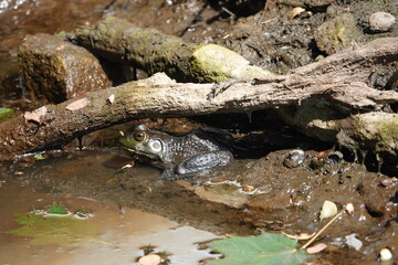 Fototapeta premium frog in the pond