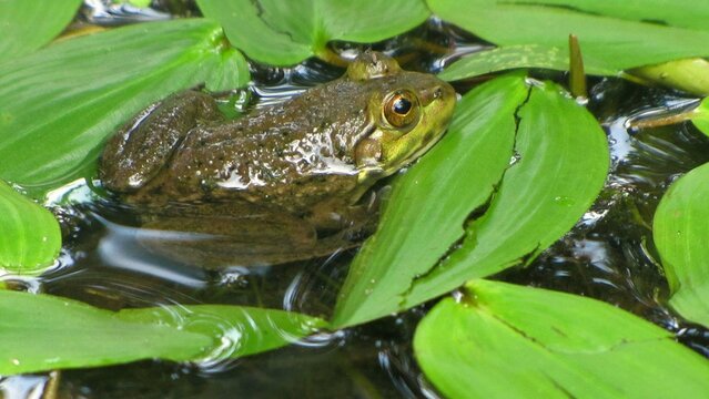 frog in the pond
