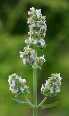 Fototapeta premium Flowering lemon balm (Melissa officinalis) flowers