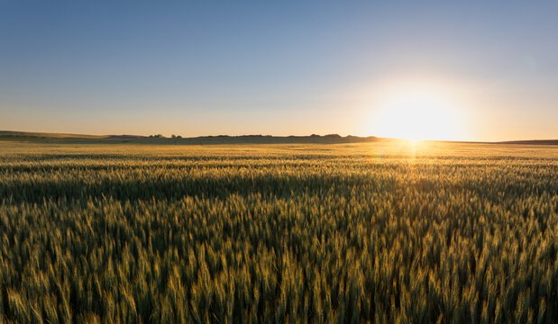 Sunset over a vast wheat field