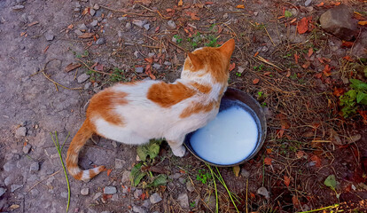 An orange and white cat drinking milk from a bowl outdoors in a garden © VEVELOX