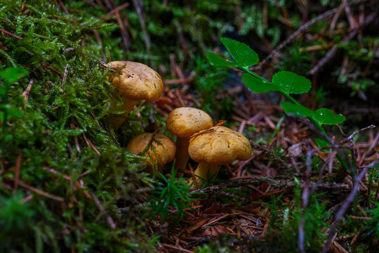 Small group of fresh wild chanterelle mushrooms growing in green moss. Close-up macro of edible Cantharellus cibarius fungus