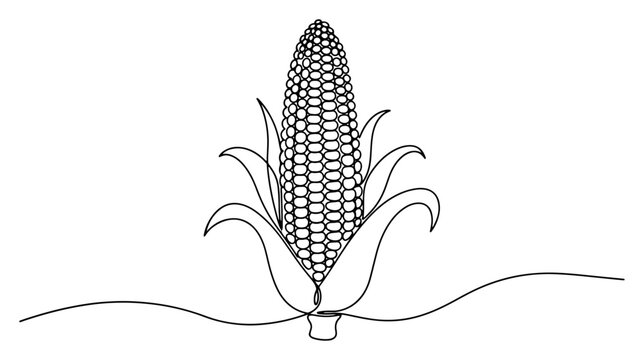 Fresh corn on the cob with open leaves in continuous line art style