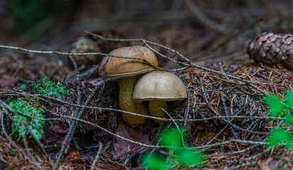 Two wild bitter bolete mushrooms growing close together among pine needles. Close-up macro of inedible Tylopilus felleus fungus in the forest © FotoBastek