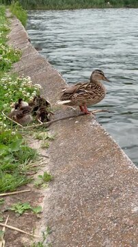 Mallard Duck with Cute Ducklings Resting on Concrete Lake Pier