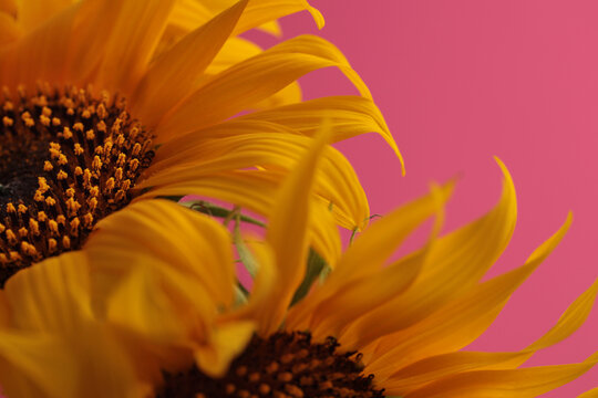 Close-up selective soft focus macro Orange, Yellow small decorative Sunflower flower bud Petals, leaf. Natural light pink background.