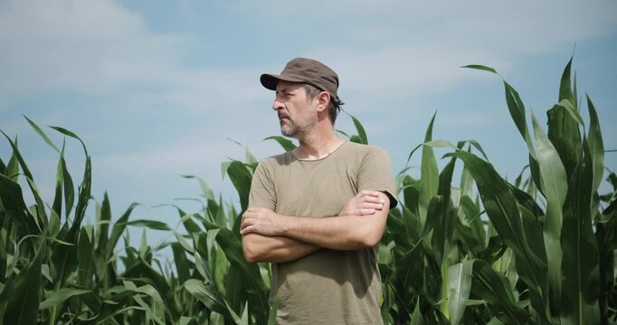 Experienced male farmer surveying his maize crop with arms crossed during the growing season. Rural business, farming and food production theme. 4K.