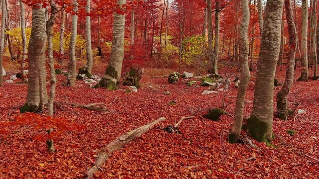 Aerial landscape of autumn beech forest with red foliage. Moving in tall trees in woodland, natural scenery background, 4k