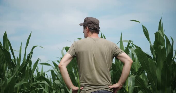 Rear view of agricultural worker assessing crop conditions in a productive corn field. Farm management, crop monitoring and agribusiness operations concept. 4K.