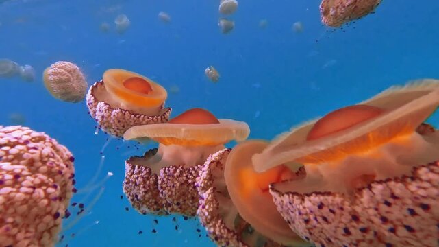 &iacute;deo submarino de medusas anaranjadas flotando en agua azul, con burbujas y formas marinas rosadas en el entorno. La escena tiene una est&eacute;tica colorida, abstracta y sensorial, centrada en el movimient