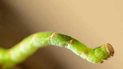 Chenille © Caroline