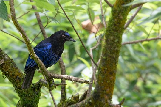 Malabar Whistling Thrush Perched on Mossy Rock in Tropical Forest of the Western Ghats, India