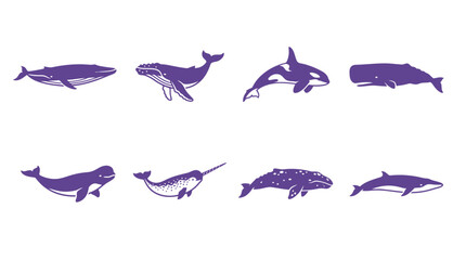 Collection of Purple Whale and Dolphin Silhouettes on White Background © NYN_ART