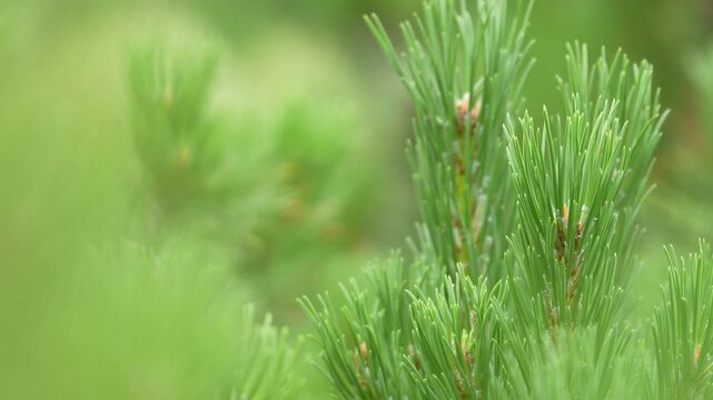 Close-up of fresh green pine branches. Sharp focus reveals needle texture and new growth. Soft bokeh background creates natural depth. Perfect for nature, spring, or environmental themes