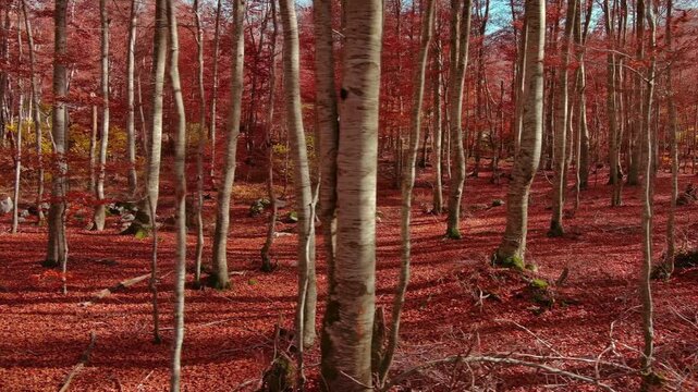 Aerial landscape of autumn beech forest with red foliage. Moving in tall trees in woodland, natural scenery background, 4k