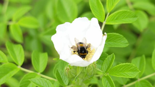 Honeybee gathers nectar from a white rose. Green leaves form the background. Sunlight illuminates the scene. The bee is busy pollinating. This footage shows natural pollination