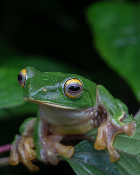 Close-up of Malabar Gliding Frog (Rhacophorus malabaricus) in Kerala, India