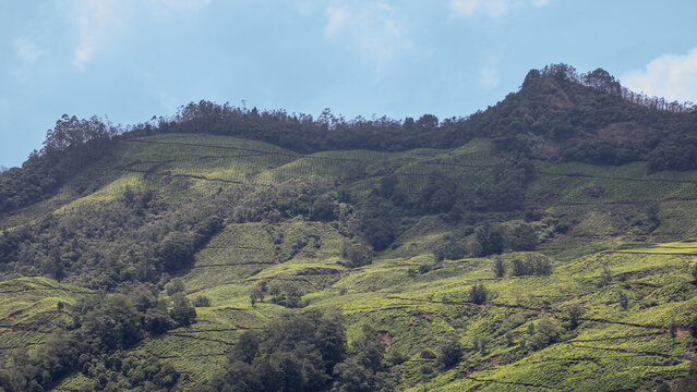 Panoramic View of Misty Hills and Lush Green Valleys in Munnar, Kerala, India