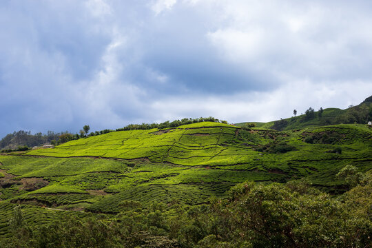 Scenic Tea Estate Landscape in Munnar, Kerala with Rolling Green Hills
