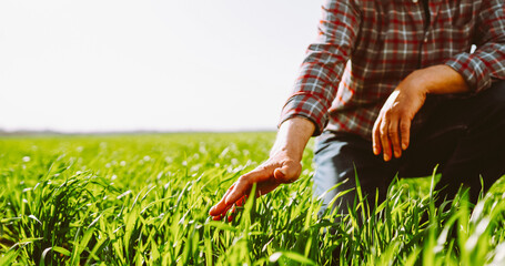 A person stands in a field holding a bunch of grass with roots. The sun shines brightly, highlighting the vibrant green grass. The scene shows agricultural work and nature. © maxbelchenko