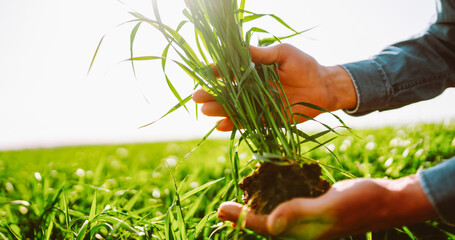 A person stands in a field holding a bunch of grass with roots. The sun shines brightly, highlighting the vibrant green grass. The scene shows agricultural work and nature. © maxbelchenko